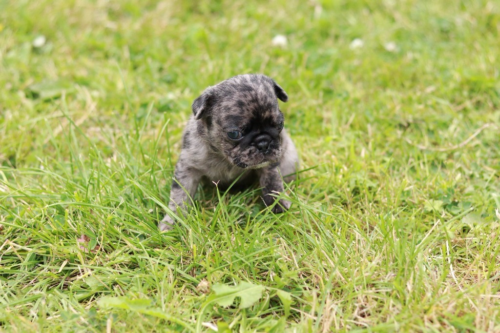 Beautiful Merle pugs npt1507 in Cardiff Bay, Cardiff Gumtree