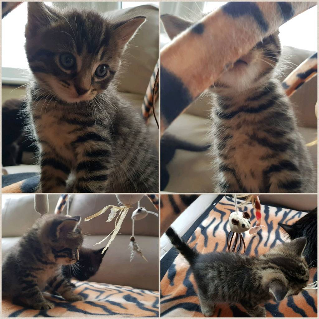 Bengal and Maine Coon cross kitten one left now in Dover, Kent Gumtree