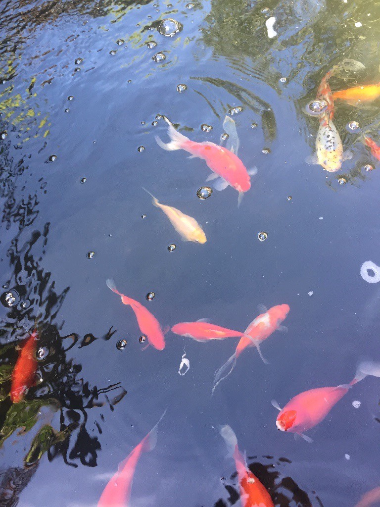 Large fantail goldfish and other pond fish in Newton 