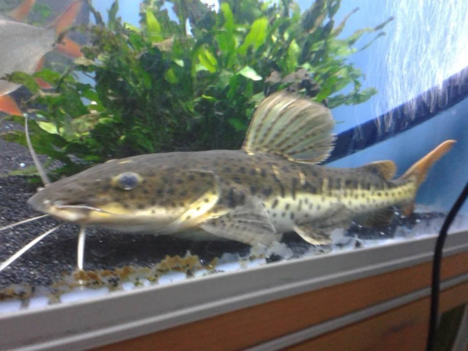 catfish for sale in Openshaw, Manchester Gumtree