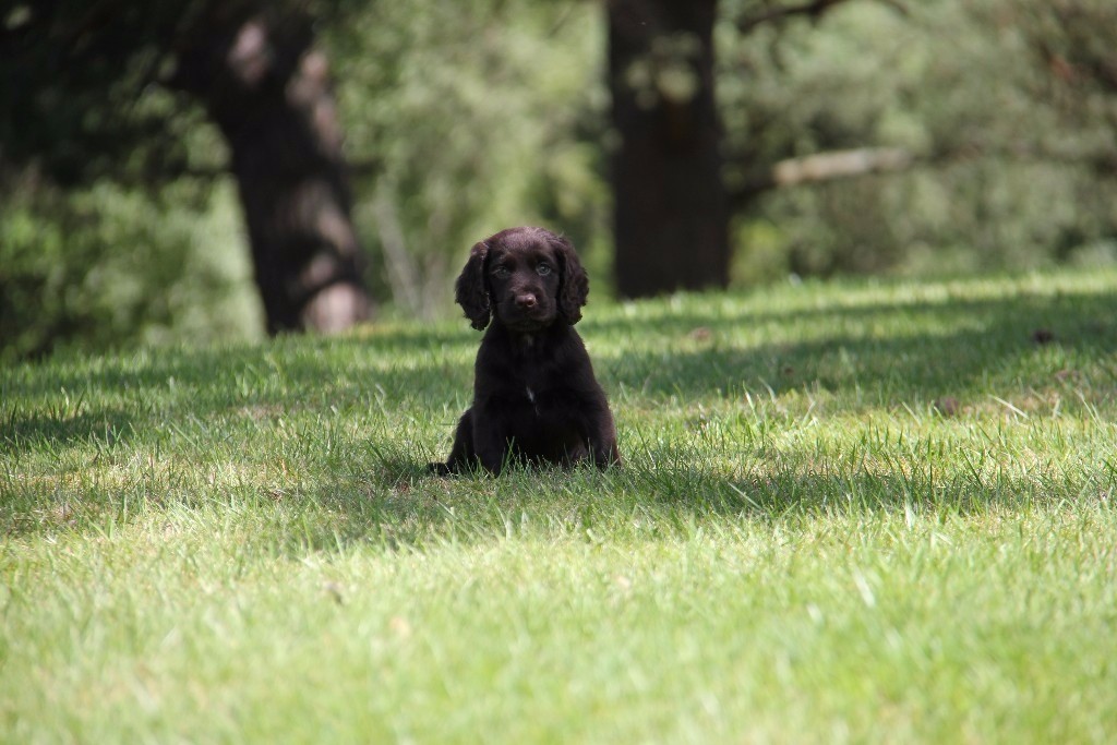 Kennel Club Registered Cocker Spaniel Puppies | in Newtonmore, Highland