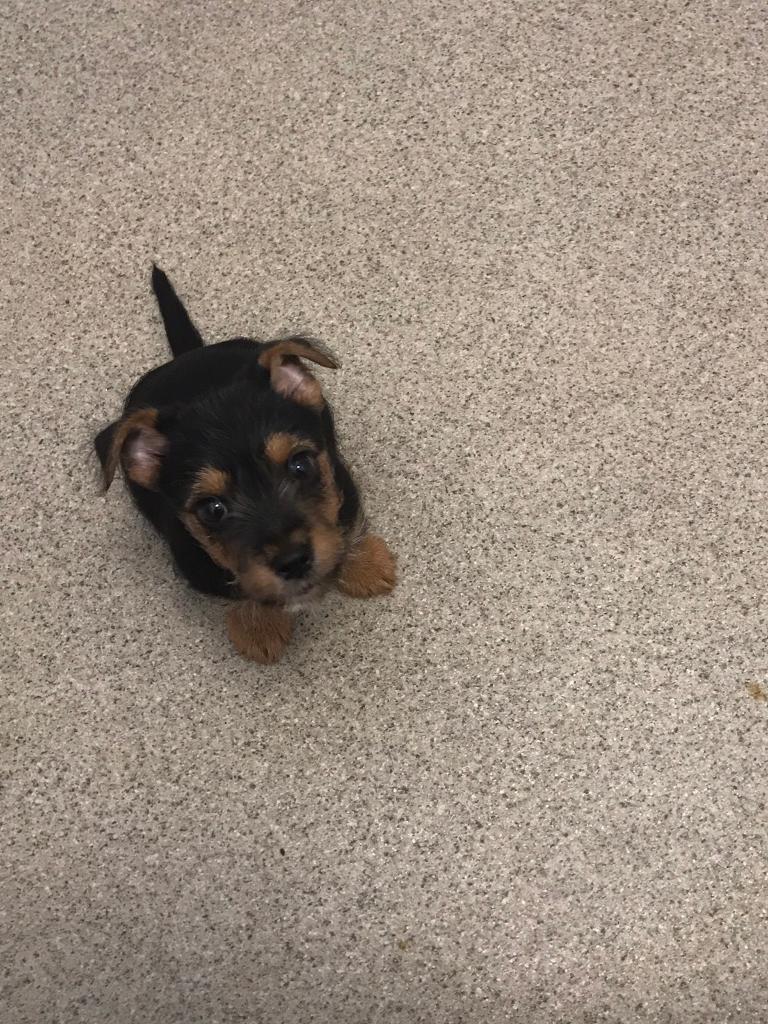 Yorkshire terrier x Jack Russell in Solihull, West Midlands Gumtree