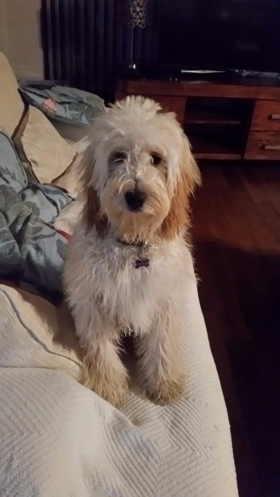 Female apricot cockapoo puppy 8 months old in Carryduff, Belfast Gumtree