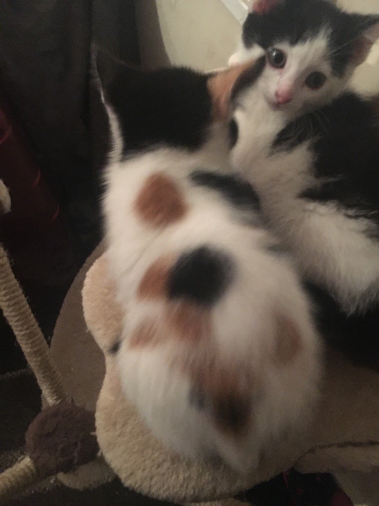 Female calico kitten for sale (female) in Hullbridge, Essex Gumtree