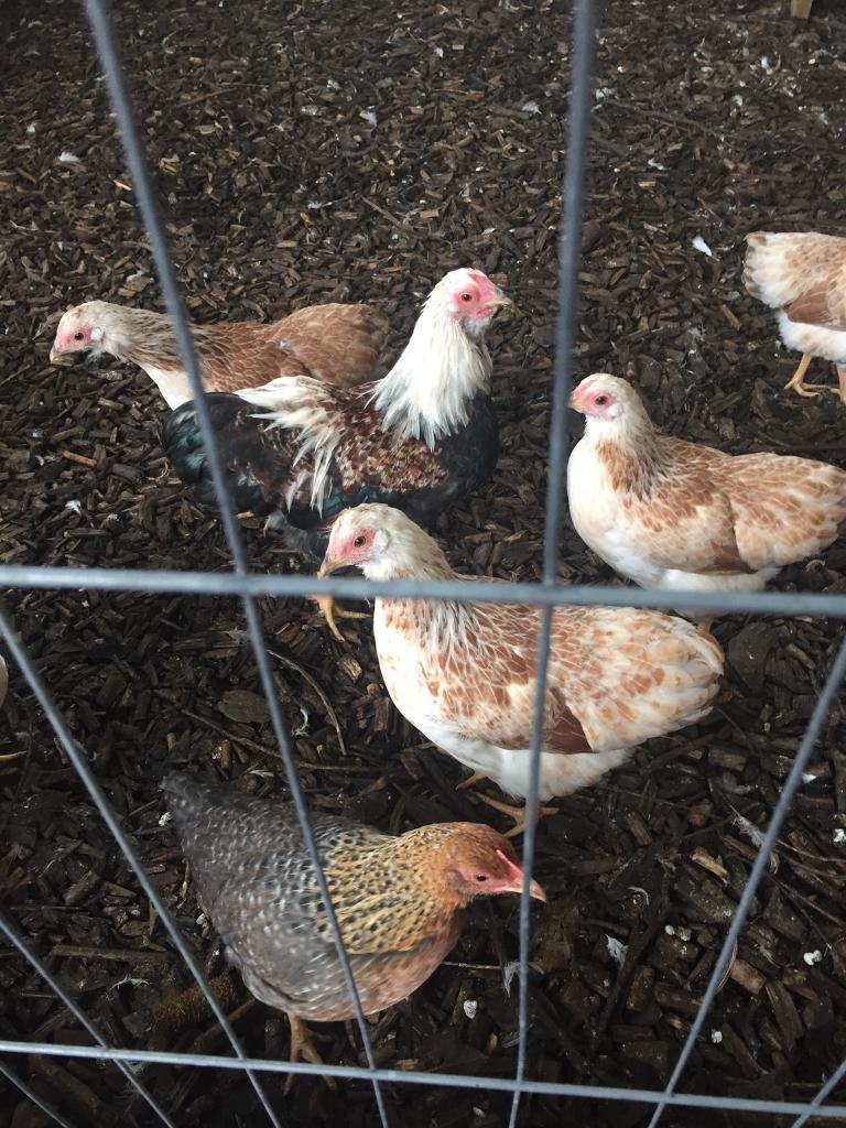 Bantam Salmon Wyandotte Hens/Chickens in Houghton Le Spring, Tyne and