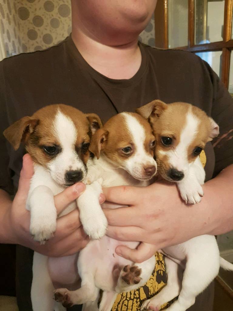 Jackawawa pups for sale in Dunfermline, Fife Gumtree