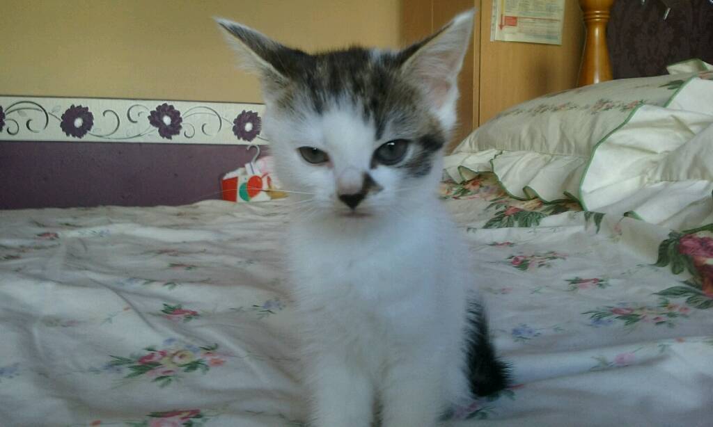kittens for sale in Glasgow Gumtree