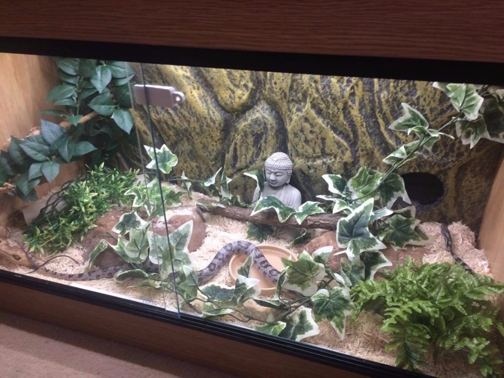 Adult Anery Corn snake + setup in Plymouth, Devon Gumtree