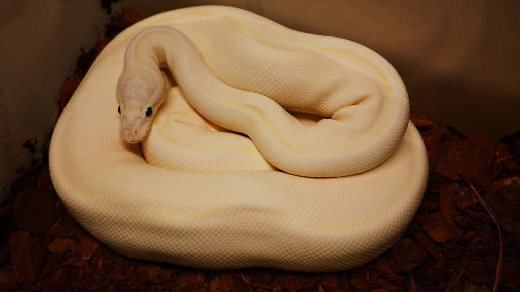 Ivory (super yellow belly) FEMALE Royal Python | in Middlesbrough ...