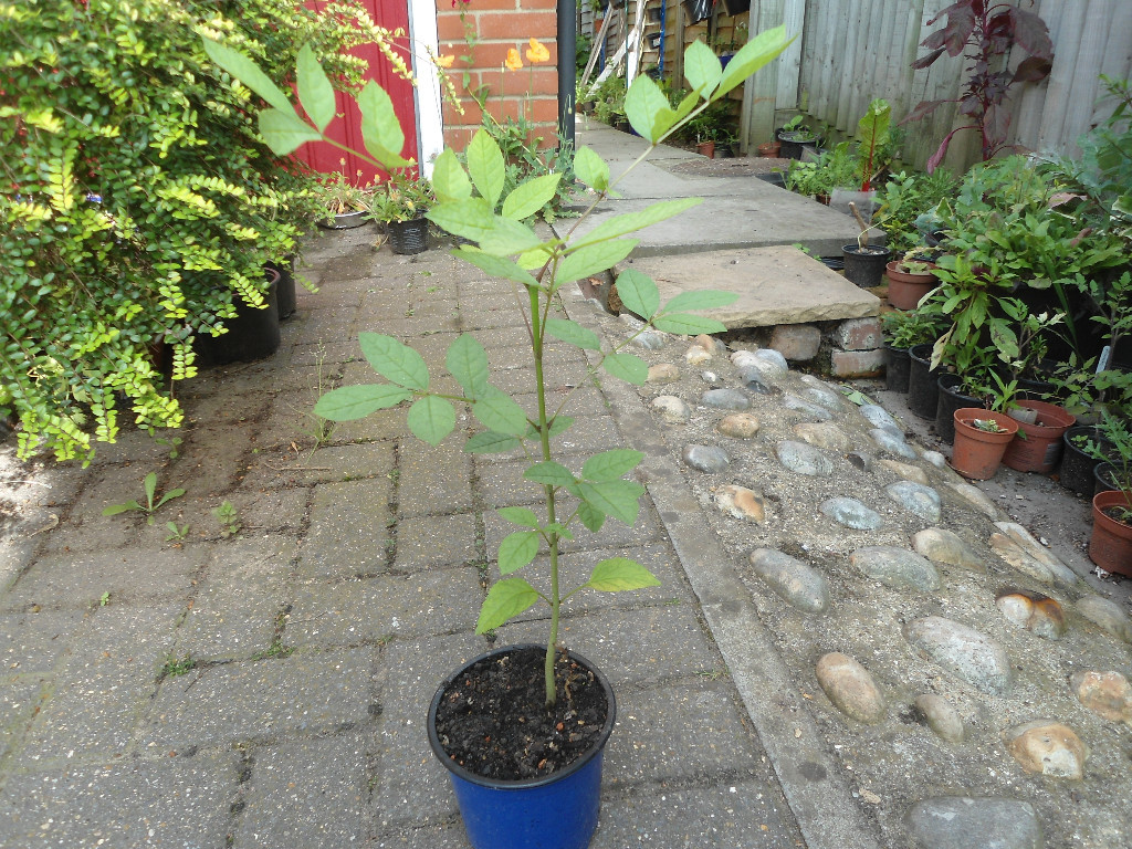 Plant for saleA young ash tree in a 16 cm pot in North London