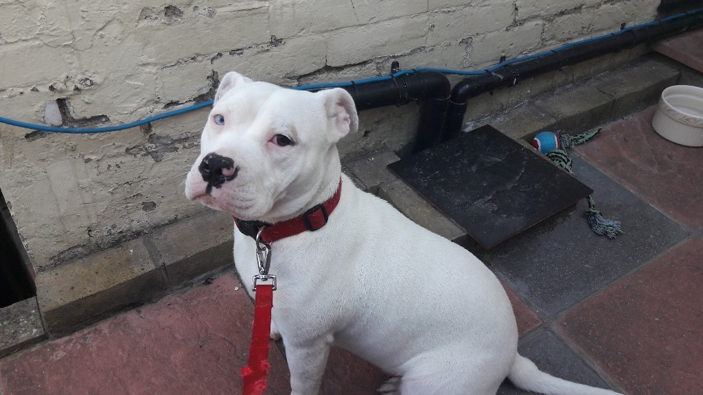OLDE ENGLISH BULLDOG X STAFFY in Rochester, Kent Gumtree