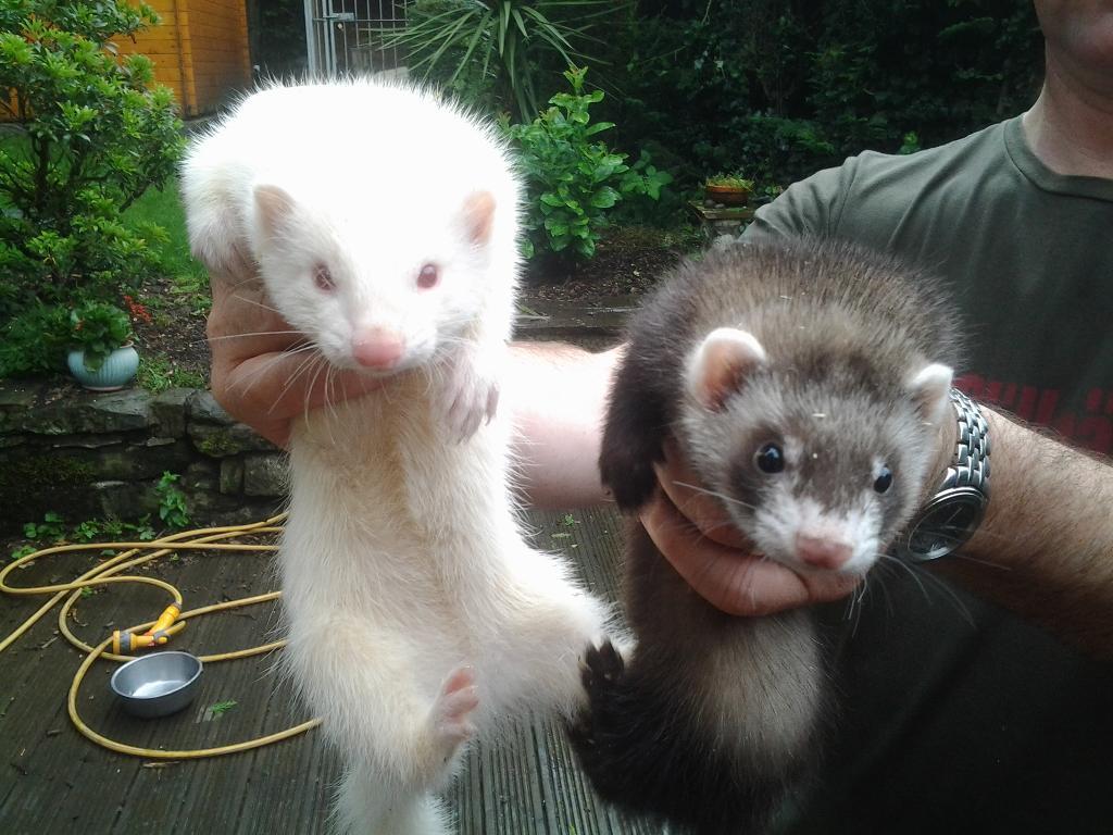 Baby ferrets, 1 polecat male, 1 albino female left. in Oldham