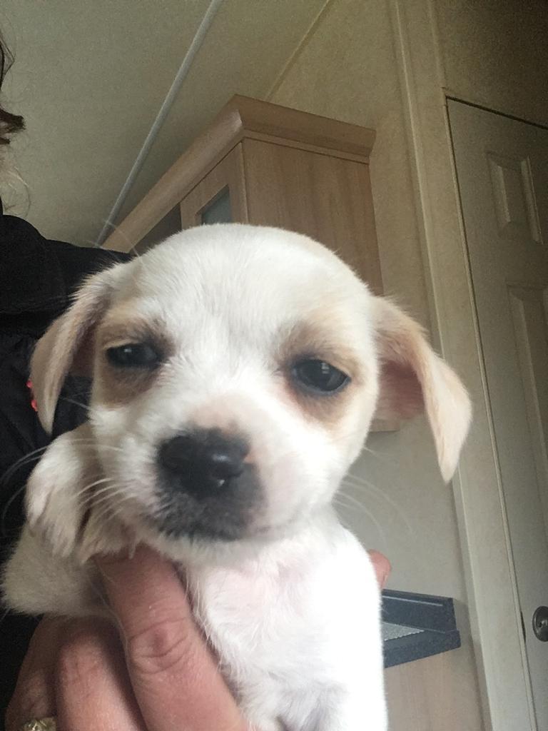 33+ Chihuahua Jack Russell Puppies Picture Bleumoonproductions