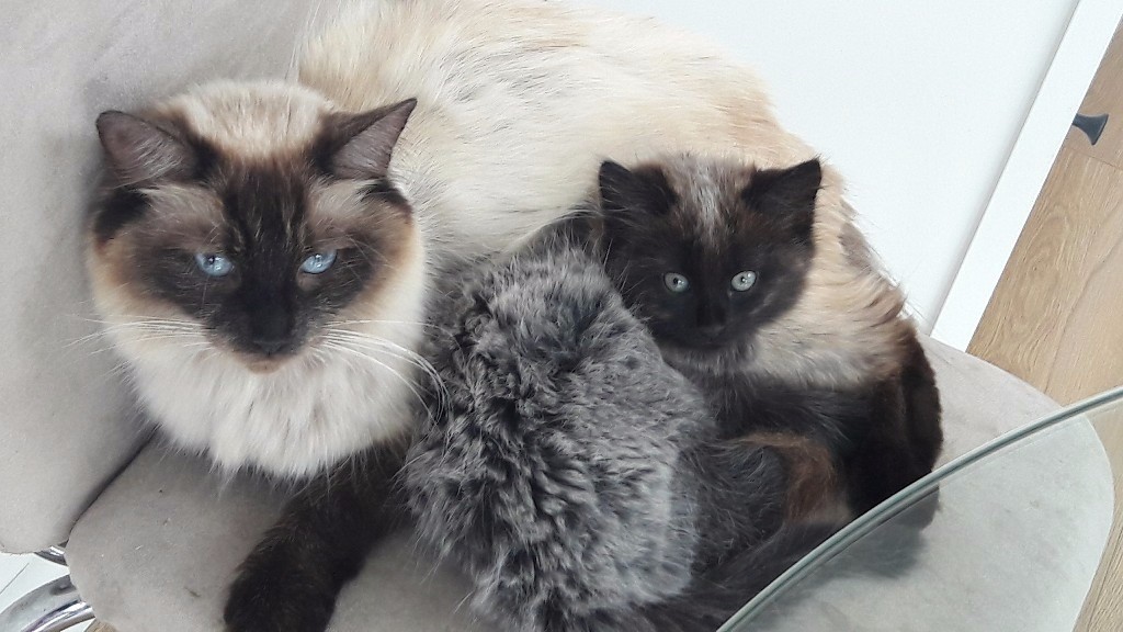 Beautiful Silver Ragdoll Cross Kittens in Topsham, Devon Gumtree
