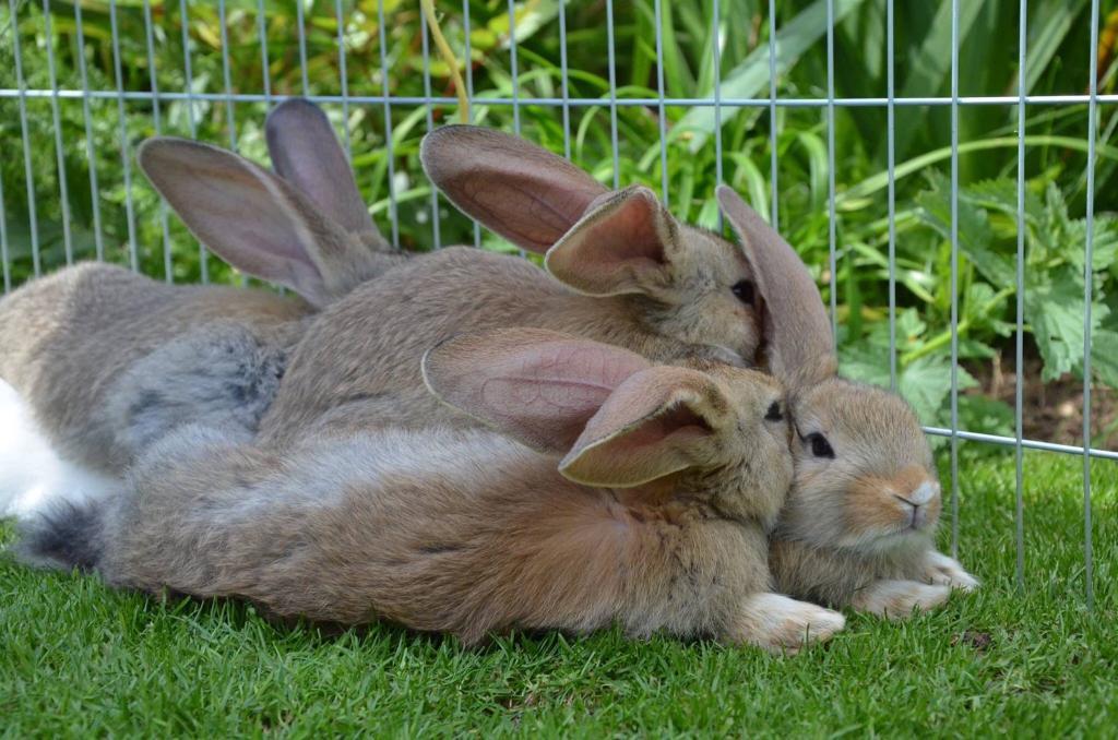 Stunning continental giant rabbits read for reserve now in Badminton