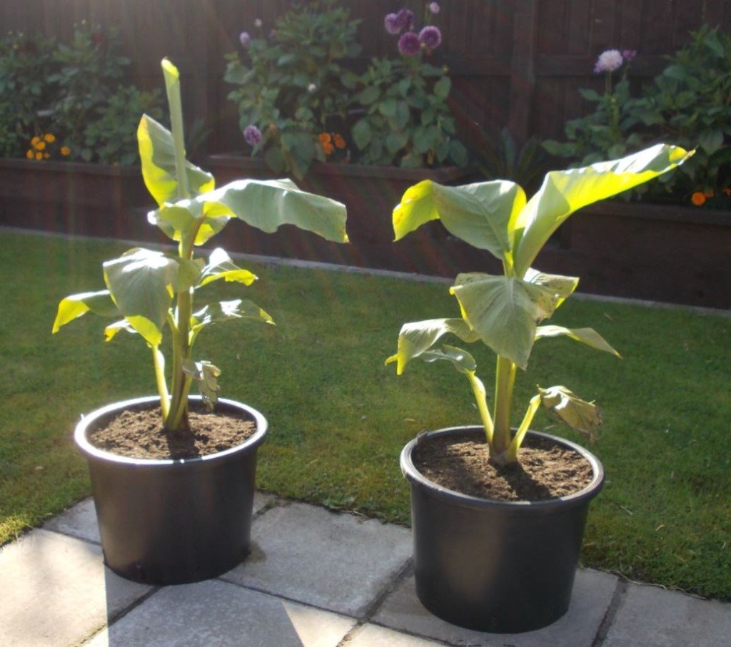 Winter Hardy Tropical Musa Basjoo Banana Plant in 25L Grow