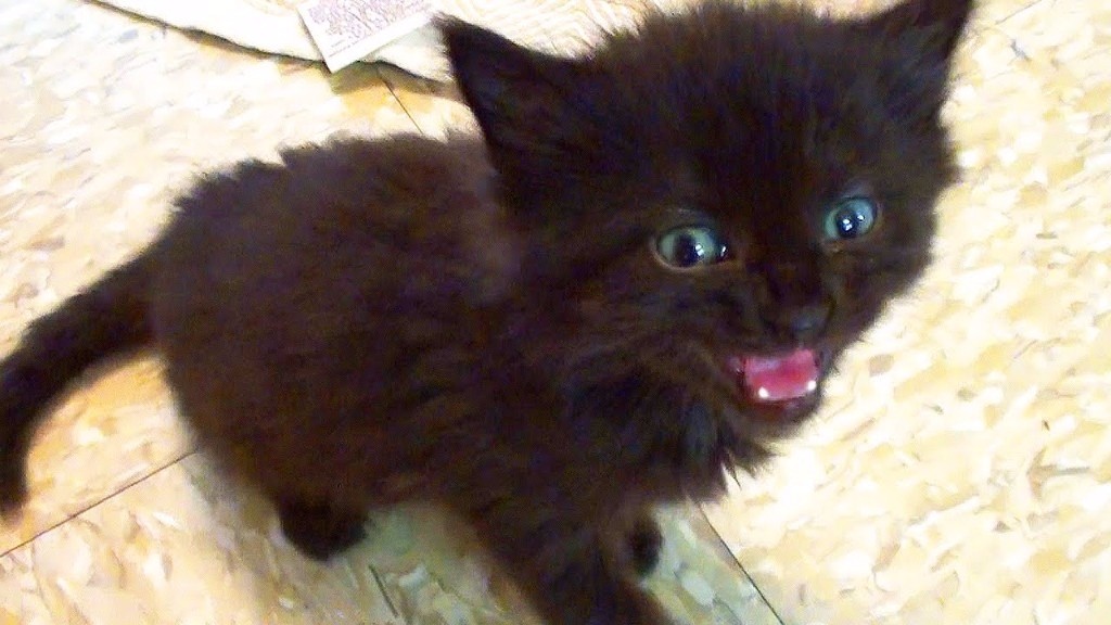 3 half persian black Kittens for sale 2 females 1 male, 9 weeks old