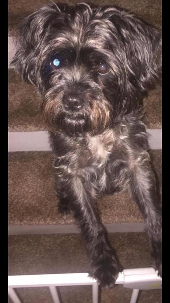 affenpinscher | in Sheffield, South Yorkshire | Gumtree