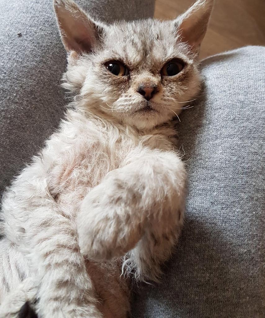 Two Selkirk Rex Gccf reg female kittens ,ready now ! in Bramley, West