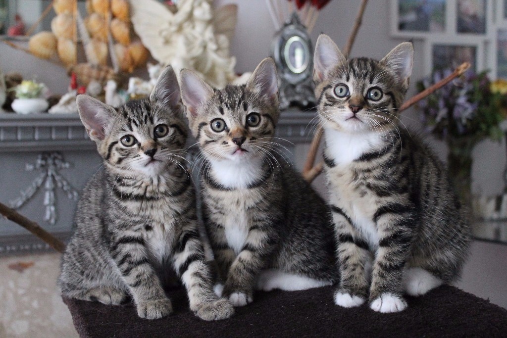 Mixed Breed Bengal Kittens For Sale in Greenford, London Gumtree