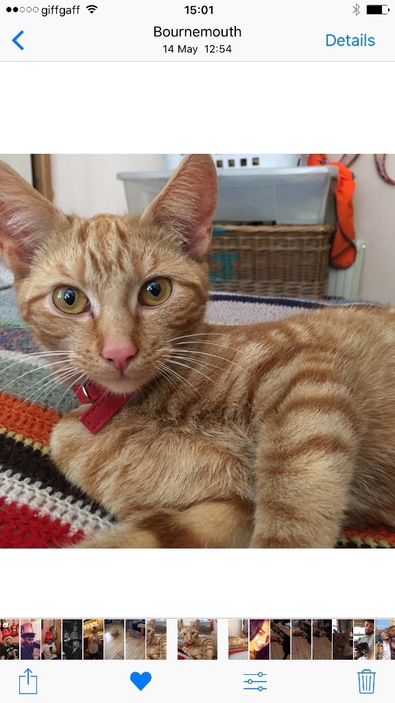 Rare Ginger female cat in Portland, Dorset Gumtree