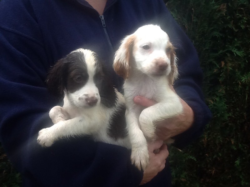 Sprocker pups for sale in Petworth, West Sussex Gumtree