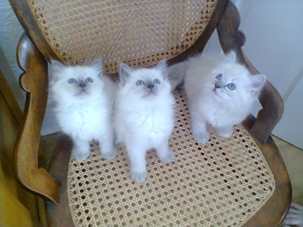 Birman x Ragdoll Kittens For Sale in Bramhall, Manchester Gumtree