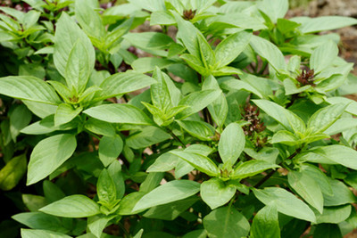 300 Samen Thai-Basilikum (Ocimum basilicum thyrsiflorum), Bai Horapa, Asia Küche
