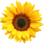 sunflower_bazaar