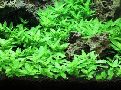 BUY 2 GET 1 FREE Staurogyne S Repens Portion Live Aquarium Plants