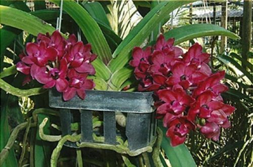 VANDA  ORCHIDEE  RHY.  GIGANTEA  RED   JUNGPFLANZE  M 9-4