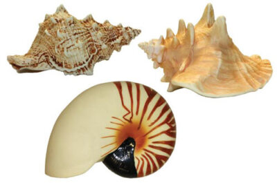 (3) Tropawcal Shellz Seashell Squeaky Large Dog Toys Martha Oprah NEW!