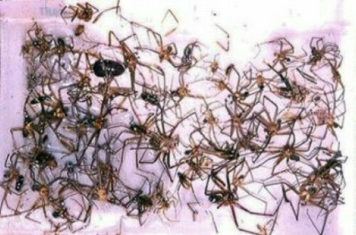 12 Cockroach Spider Scorpion Silverfish Roach Insect Control Glue Sticky Traps