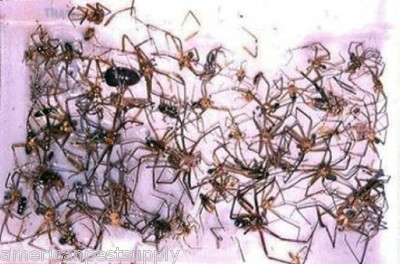 24 Cockroaches Insect Spider Bug Scorpion Silverfish Traps Bug Sticky Traps