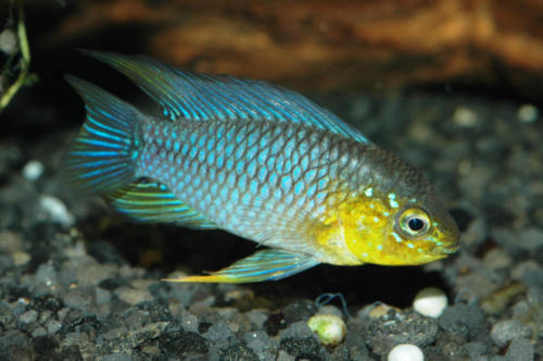 Flying Fox 1.5 Inch (Pack 5) Live Fish For Aquarium. (Epalzeorhynchos Kalopterum) Active, Colorful, And Ideal For Community Aquariums. These Fish Freshwater Live Alongside Other Species