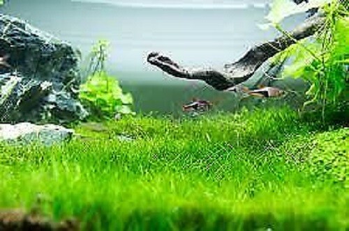 Bodendecker ANGEBOT 2x1000 Grassamen .Süswasser Aquarium u.Feuchtterrarien.gf...