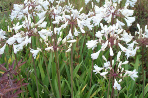 Schmucklilien Dnger Agapanthus dngen Flssigdnger Schmucklilie,  Liebesblume | eBay.de