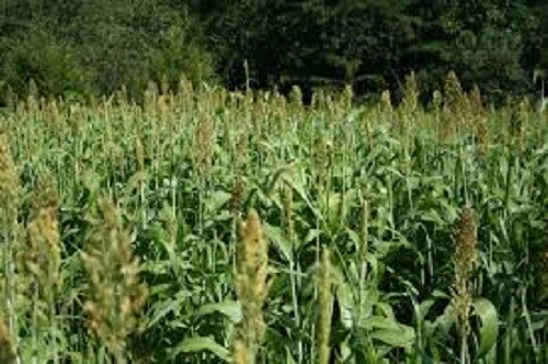 5 LBS WGF SORGHUM Food Plot Seed Forage For Deer Turkeys Doves Quail 30