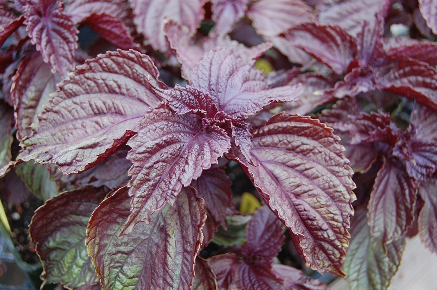 Purple Shiso Seeds, Perilla, Japanese Basil, Red Mint, NON-GMO, Variety Sizes