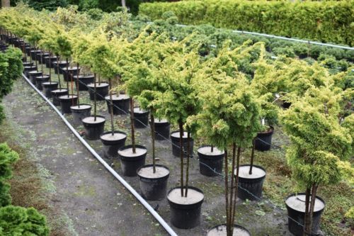 bonsai carmona blüten Bonsai - Carmona microphylla