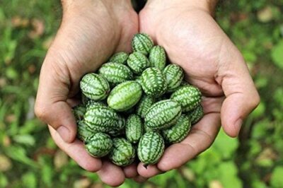 melon 10 Mouse Melon Seeds Mexican Gherkin Dwarf Watermelon | eBay