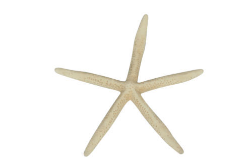 NCT 127 ジョンウ STARFISH DOLLKEY RING ヒトデ NCT 127 ジョンウ STARFISH DOLLKEY RING ヒトデ - メルカリ