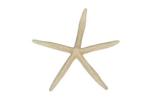 Natural Starfish Tiny Size Flat Crafts Decor for Aquarium Micro-landscape  40 Pcs for sale online