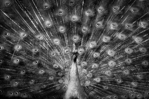 Peacock Home Décor Posters & Prints