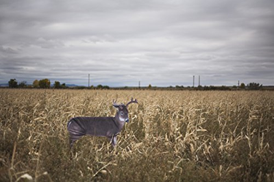The Freshman (Whitetail Buck) by Montana Decoy