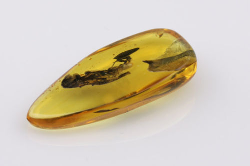 標本 Tanzania Helicopris pirmal 51mm 標本 Tanzania Helicopris pirmal 51mm 標本 Tanzania Helicopris