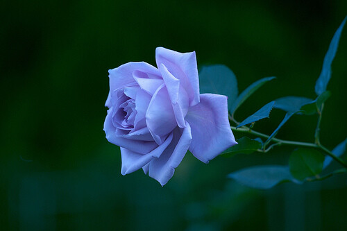 Blue Moon Tea Rose Bush -  PREORDER!