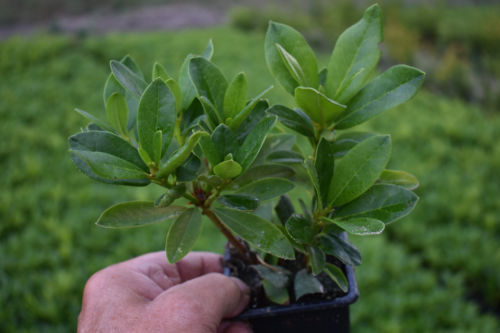 Zwerg-Rhododendron 'Bloombux'-Kugel magenta 4251628161673 | eBay.de