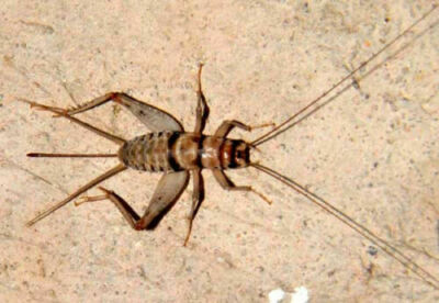 500 Medium (1/2'') Live Crickets - Reptile Food