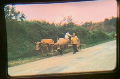 OF08 ORIGINAL KODACHROME  35MM SLIDE Oxes pulling rickshaw down main road